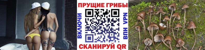 даркнет сайт  гидра tor  Псилоцибиновые грибы MAGIC MUSHROOMS  Каргополь 